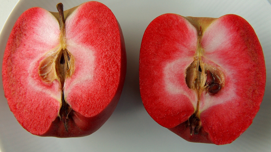 Pomme Rouge Mordue De Fausse Mousse De Styrol Avec De Grands Yeux